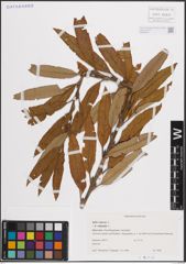Foto von Salix cinerea L. x Salix viminalis L.